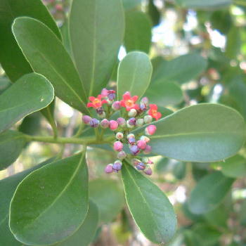 Canella winterana / PEPPER CINNAMON